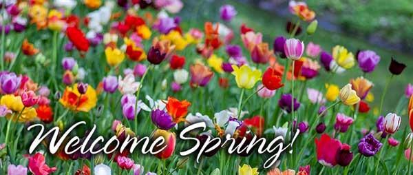 Beautiful photo of purple, yellow, red, and orange tulips in the green grass with the text Welcome Spring in the lower left corner.