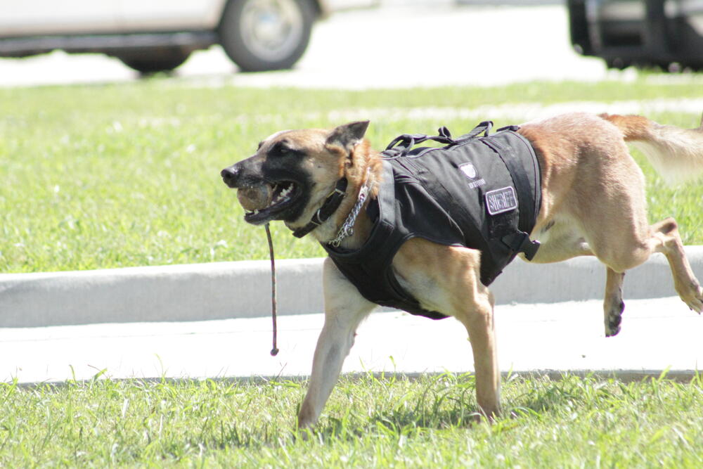 K9 Pistol running with ball in mouth.