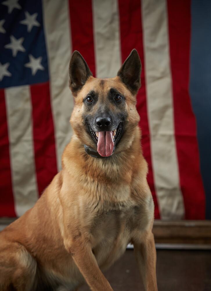 K9 Pistol in front of American flag